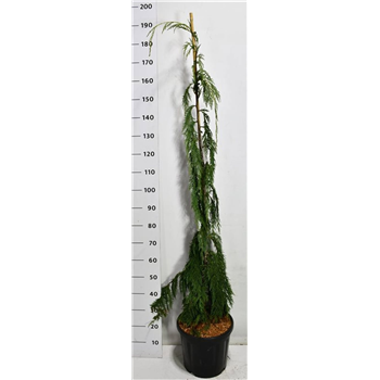 Chamaecyparis nootkatensis 'Moonshot' F00007788