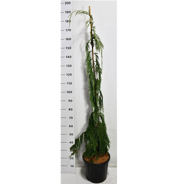 Chamaecyparis nootkatensis 'Moonshot' F00007788