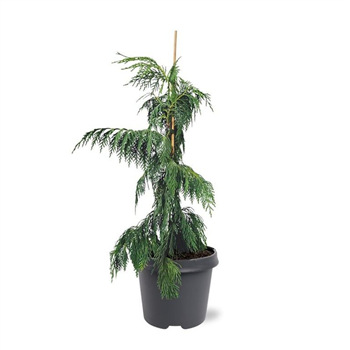 Chamaecyparis nootkatensis 'Pendula' F00007891
