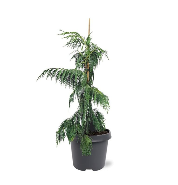 Chamaecyparis nootkatensis 'Pendula' F00007891