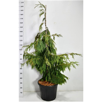 Chamaecyparis nootkatensis 'Pendula' F00006274
