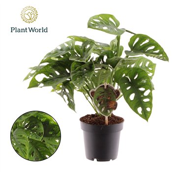 Monstera adansonii obliqua Monkey Leaf 2 pp 30cm 12cm Q3904