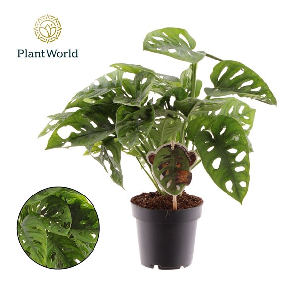 Monstera adansonii obliqua Monkey Leaf 2 pp 30cm 12cm Q3904