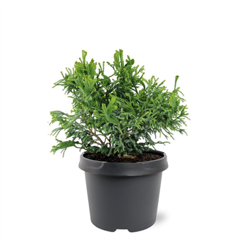 Chamaecyparis obtusa 'Brigitte' F00007892