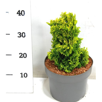 Chamaecyparis obtusa 'Aurora' F00005898