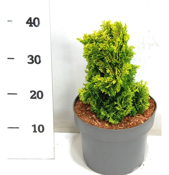 Chamaecyparis obtusa 'Aurora' F00005898