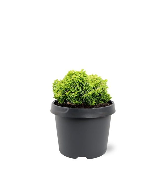 Chamaecyparis obtusa 'Butterball' F00007893