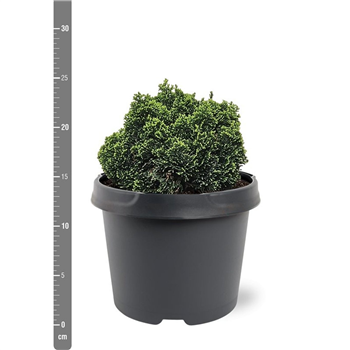 Chamaecyparis obtusa 'Elf' F00007895