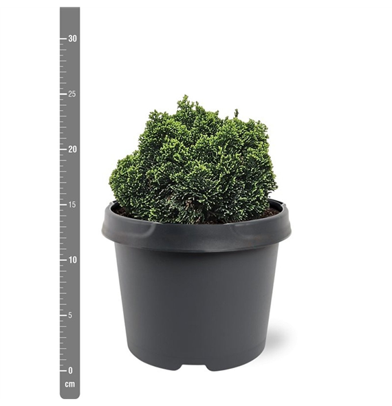 Chamaecyparis obtusa 'Elf' F00007895