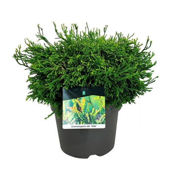 Chamaecyparis obtusa 'Gitte' F00007414