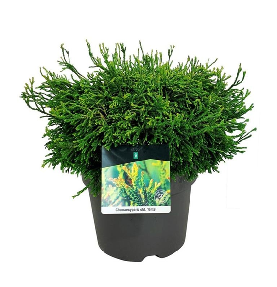 Chamaecyparis obtusa 'Gitte' F00007414