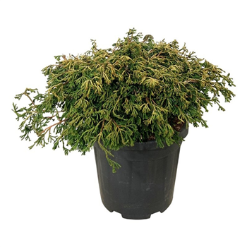 Chamaecyparis obtusa 'Gitte' F00007507