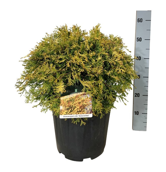 Chamaecyparis obtusa 'Kamarachiba' F00007510