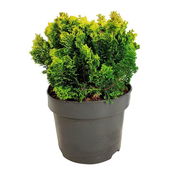 Chamaecyparis obtusa 'Meroki Twin' F00007345