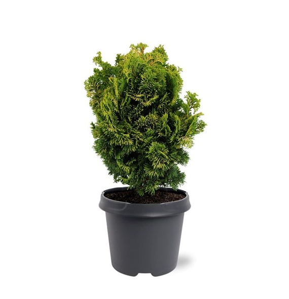 Chamaecyparis obtusa 'Nana Aurea' F00007899