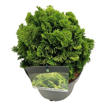 Chamaecyparis obtusa 'Nana Aurea' F00007129