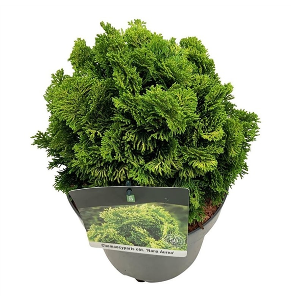 Chamaecyparis obtusa 'Nana Aurea' F00007129