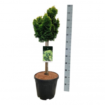 Chamaecyparis obtusa 'Nana Aurea' F00007352