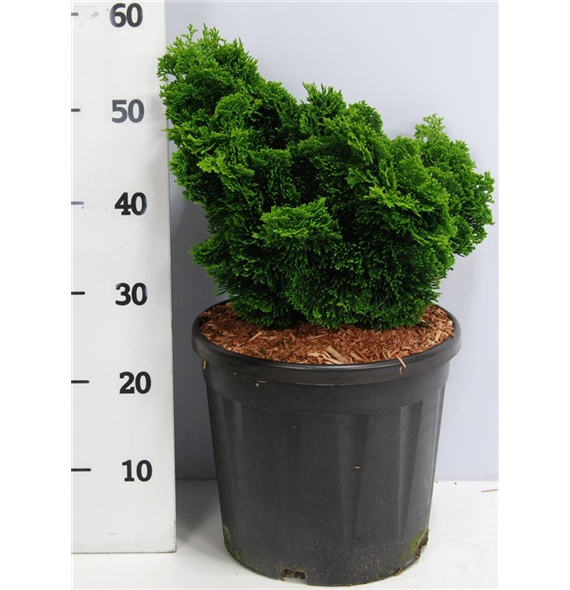 Chamaecyparis obtusa 'Nana Gracilis' F00006369