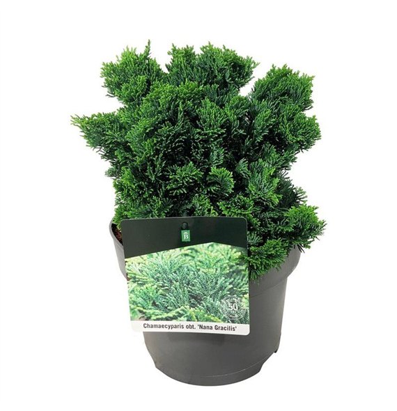 Chamaecyparis obtusa 'Nana Gracilis' F00006873
