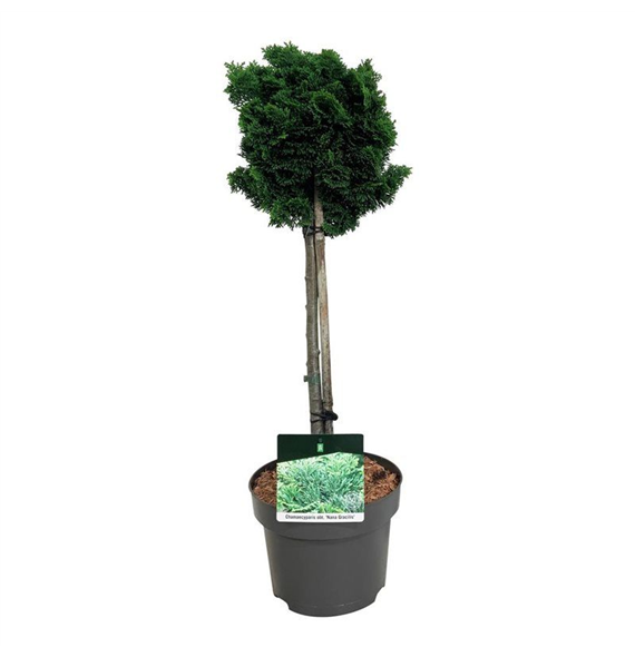 Chamaecyparis obtusa 'Nana Gracilis' F00007349