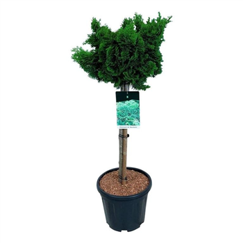 Chamaecyparis obtusa 'Nana Gracilis' F00007445