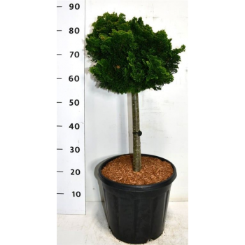 Chamaecyparis obtusa 'Nana Gracilis' F00005919