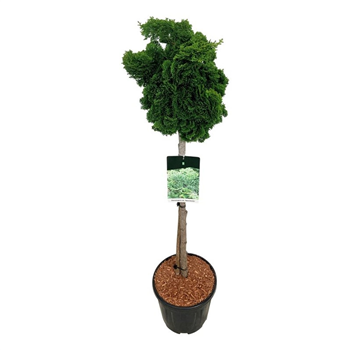 Chamaecyparis obtusa 'Nana Gracilis' F00007147