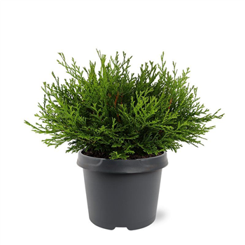 Chamaecyparis obtusa 'Pygmaea' F00007902