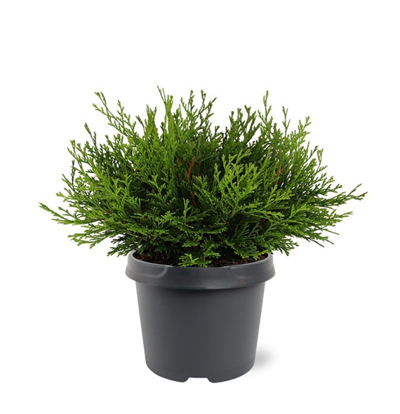 Chamaecyparis obtusa 'Pygmaea' F00007902