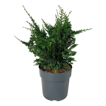Chamaecyparis obtusa 'Teddy Bear' F00007485
