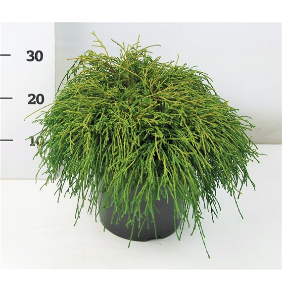 Chamaecyparis pisifera 'Filifera Nana' F00004187