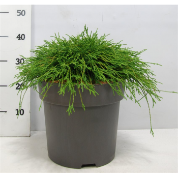 Chamaecyparis pisifera 'Filifera Nana' F00004186