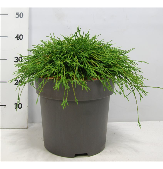 Chamaecyparis pisifera 'Filifera Nana' F00004186