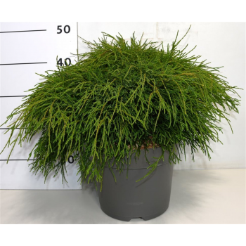 Chamaecyparis pisifera 'Filifera Nana' F00006370