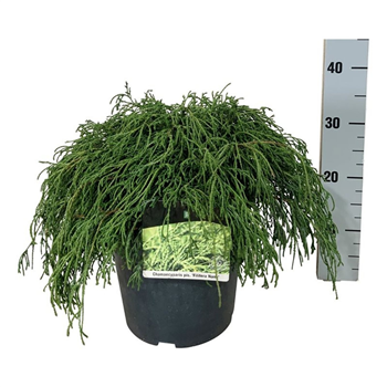 Chamaecyparis pisifera 'Filifera Nana' F00007486