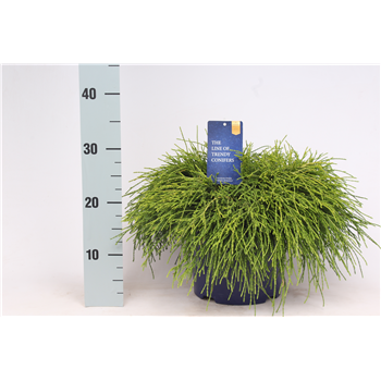 Chamaecyparis pisifera 'Sungold' F00003672