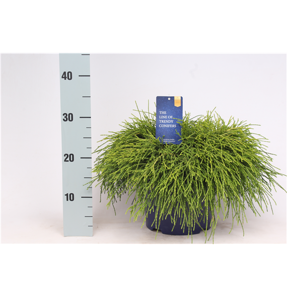 Chamaecyparis pisifera 'Sungold' F00003672