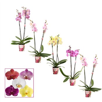 Orhideja Phalaenopsis mix 2 stems 14+ (Scenza)14 fl  plnt 65cm 12cm Q4213
