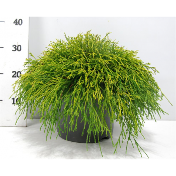 Chamaecyparis pisifera 'Sungold' F00004190