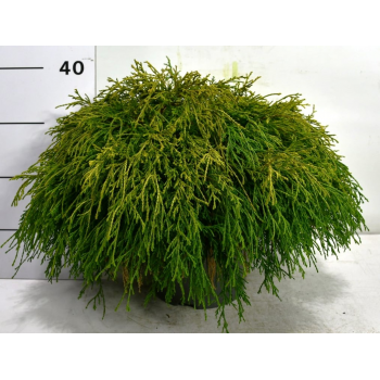 Chamaecyparis pisifera 'Sungold' F00006358