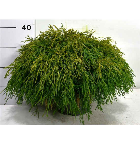 Chamaecyparis pisifera 'Sungold' F00006358