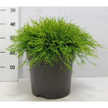 Chamaecyparis pisifera 'Sungold' F00004189