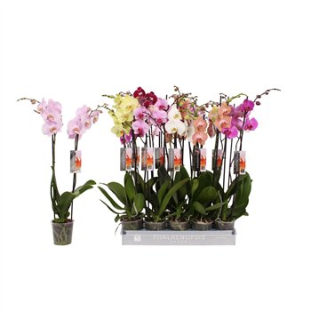 Orhideja Phalaenopsis mix 8 color  2-spike 18+fl stems plnt 70cm 12cm Q4218