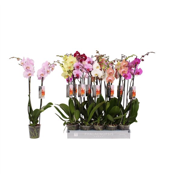 Orhideja Phalaenopsis mix 8 color  2-spike 18+fl stems plnt 70cm 12cm Q4218