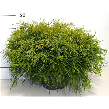 Chamaecyparis pisifera 'Sungold' F00006371