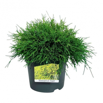 Chamaecyparis pisifera 'Sungold' F00007418