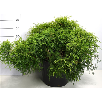 Chamaecyparis pisifera 'Sungold' F00006360