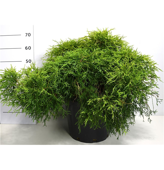 Chamaecyparis pisifera 'Sungold' F00006360