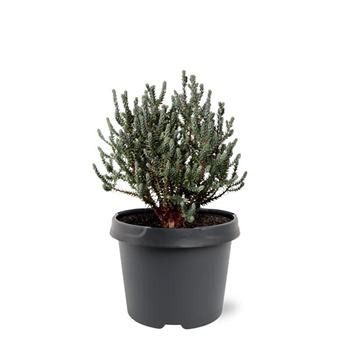 Chamaecyparis thyoides 'Blue Rock' F00007905